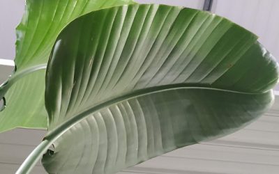 Groenstyling, de trend van 2020.
